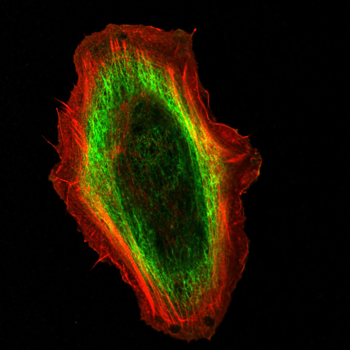 Immunfluoreszenzmikroskopie-Aufnahmen einer unveränderten Keratinozyte