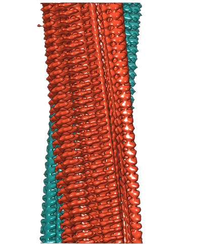 3D-Rekonstruktion einer Amyloid-Fibrille aus zwei Protofilamenten