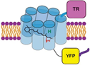Tandem repeats act as targeting motifs in neurons and epithelia.png