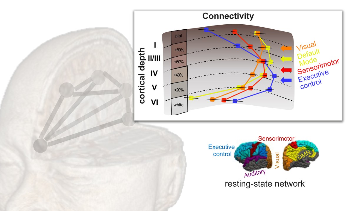 Ganzhirn-Laminar-fMRI zur Untersuchung neuer Dimensionen des menschlichen Neokortex