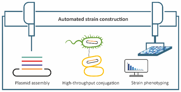 Automated strain construction