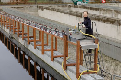 Green All-Rounders - Large-scale experiment at the sewage treatment plant